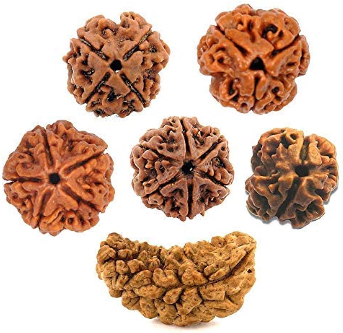 Rudraksha
